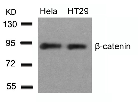 b-Catenin(Ab-33)