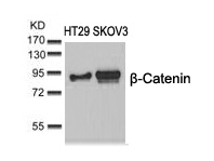 b-Catenin(Ab-37)