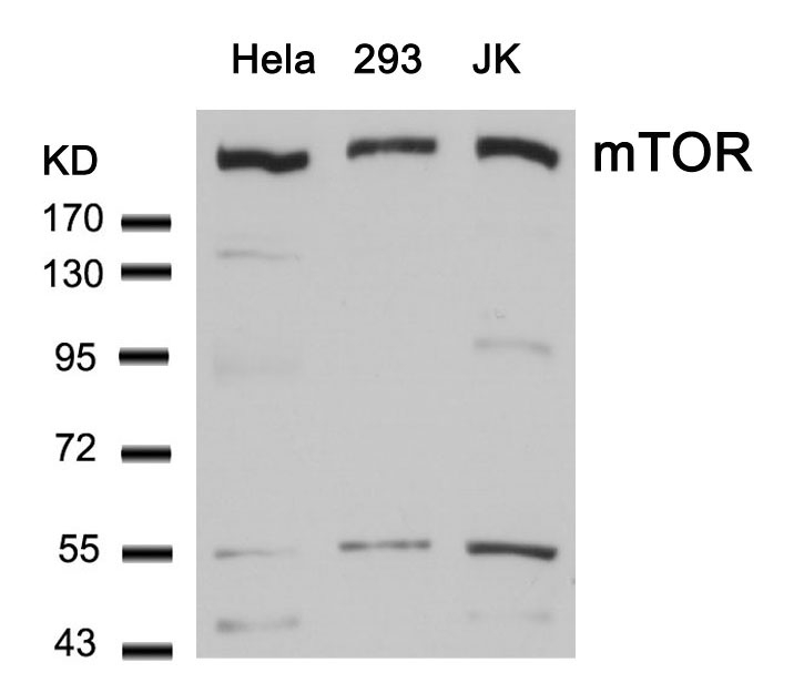 mTOR(Ab-2448)