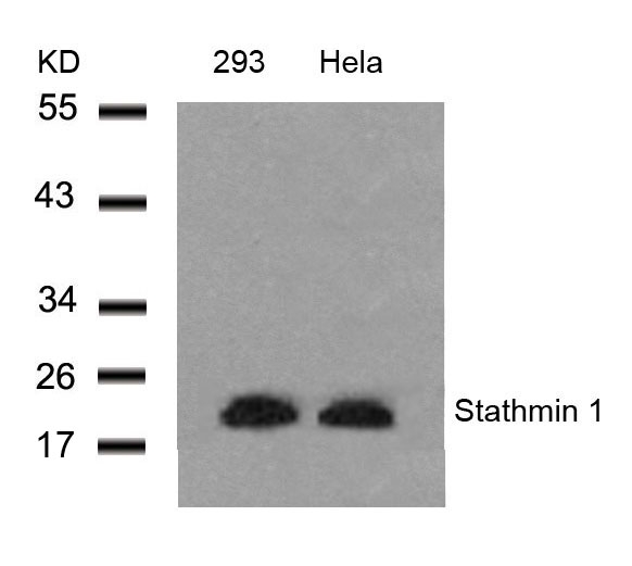 Stathmin1(Ab-25)