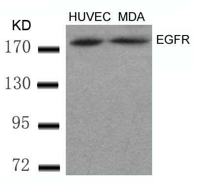 EGFR(Ab-869)