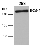 IRS-1(Ab-636)