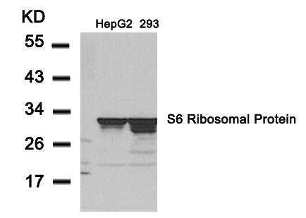 S6 Ribosomal Protein(Ab-235)