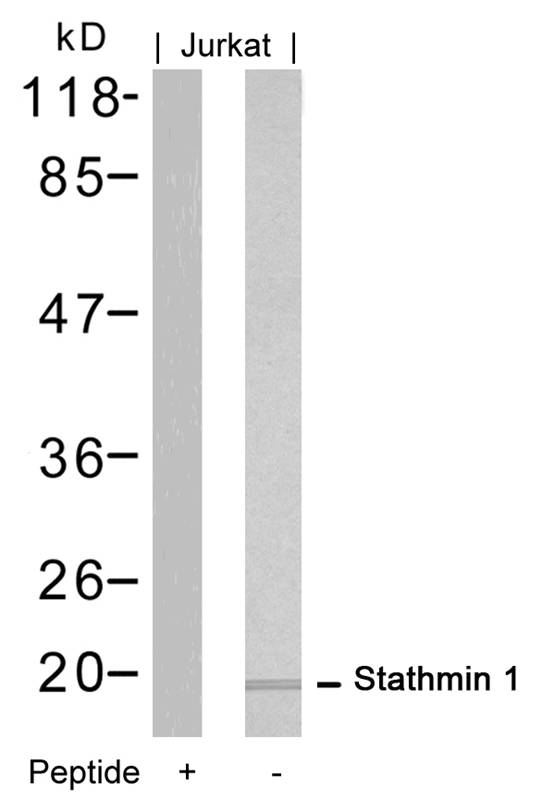 Stathmin1(Ab-16)