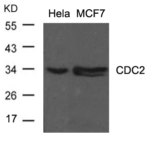 CDC2(Ab-15)