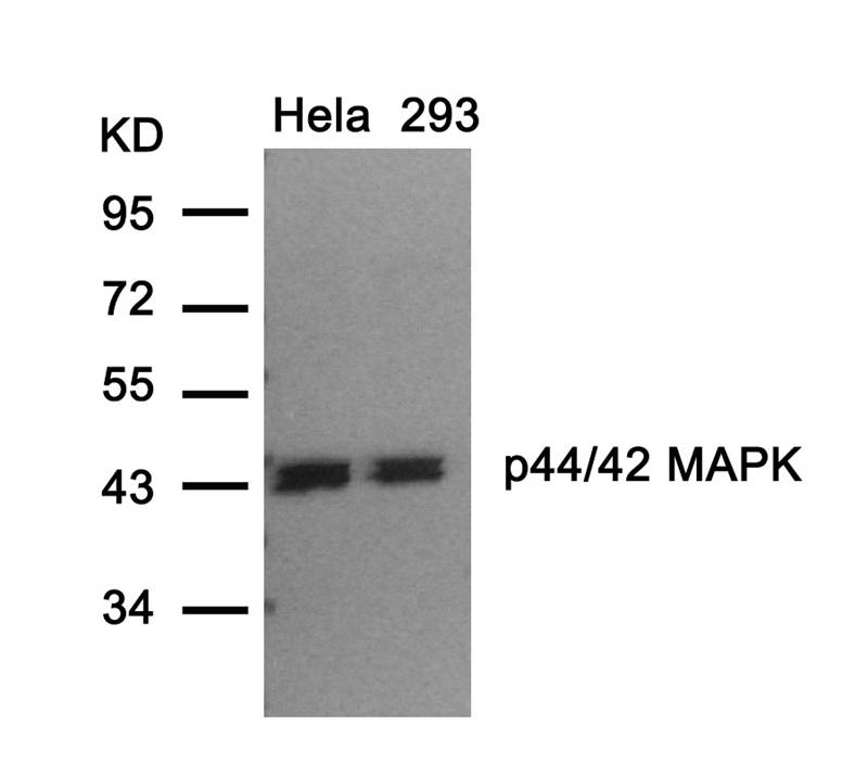 p44/42 MAP Kinase(Ab-202)