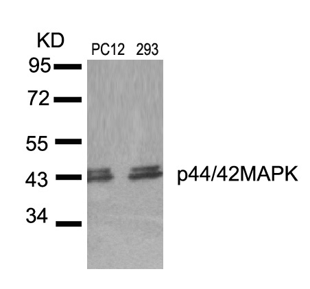 p44/42 MAP Kinase(Ab-204)