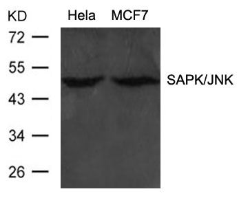 SAPK/JNK(Ab-183)