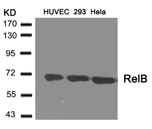 RelB(Ab-573)
