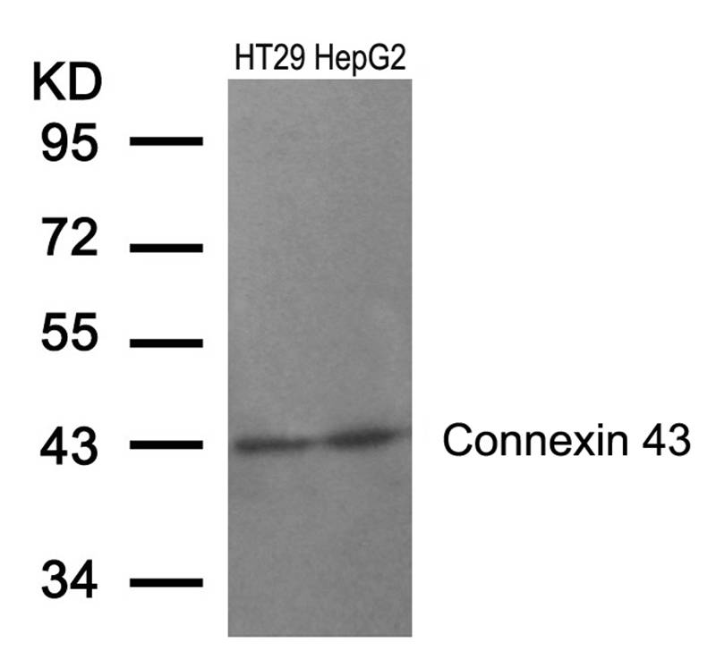 Connexin 43(Ab-368)