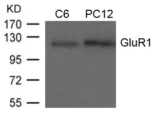 GluR1(Ab-849)