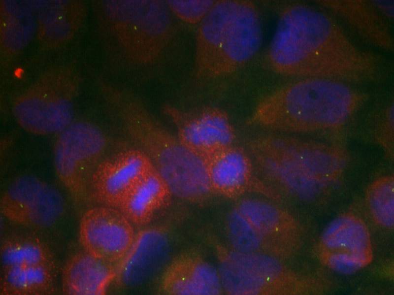GluR1(Ab-863)