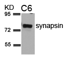 synapsin(Ab-9)