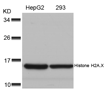 Histone H2A.X(Ab-139)