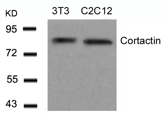 Cortactin(Ab-466)