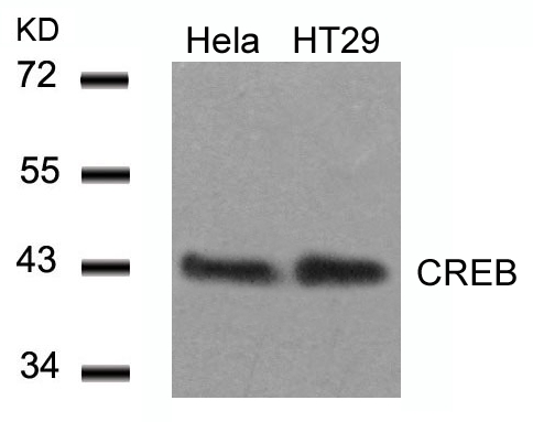 CREB(Ab-129)