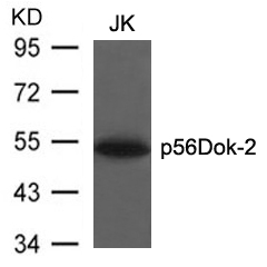 p56Dok-2(Ab-299)
