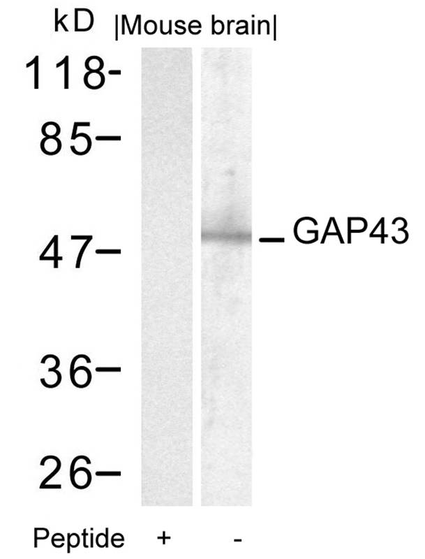 GAP43(Ab-41)