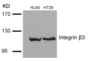 Integrin b3(Ab-785)