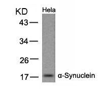 a-Synuclein(Ab-133)