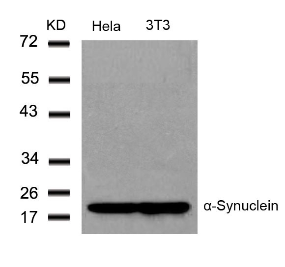 a-Synuclein(Ab-136)