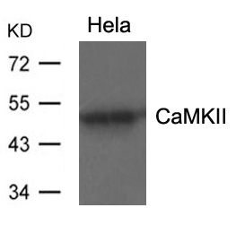 CaMKII(Ab-286)