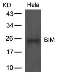 BIM(Ab-69)