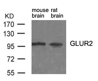 GluR2 (Ab-880)