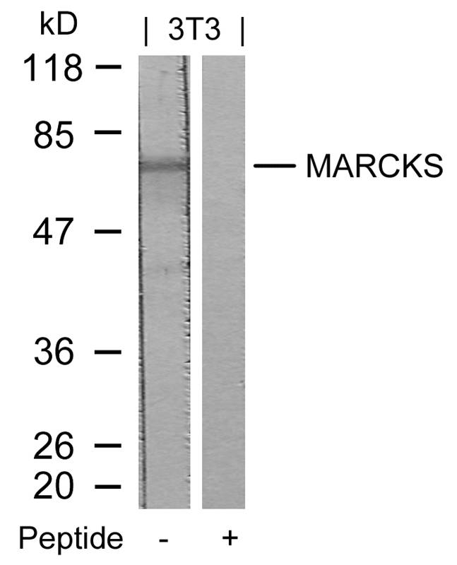 MARCKS(Ab-158)