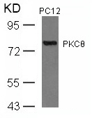 PKCth(Ab-676)