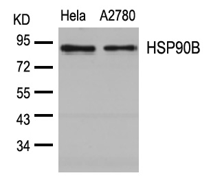 HSP90B(Ab-254)