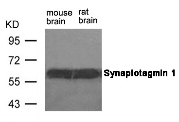 Synaptotagmin 1 (Ab-309)