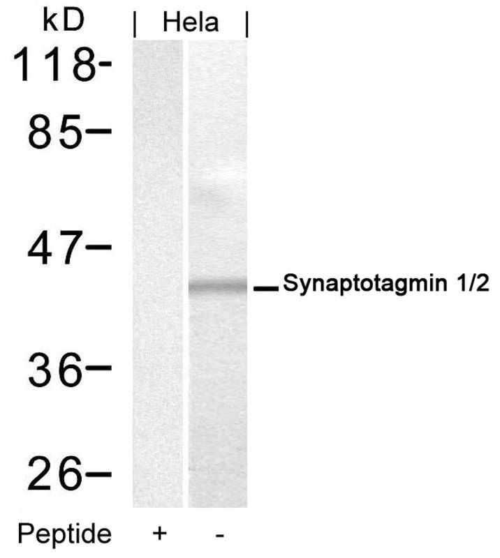 Synaptotagmin 1/2 (Ab-202/199)