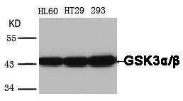 GSK3α/β(Ab-279/216)