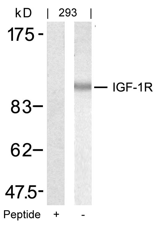 IGF-1R(Ab-1346)