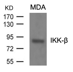 IKK-b(Ab-199)