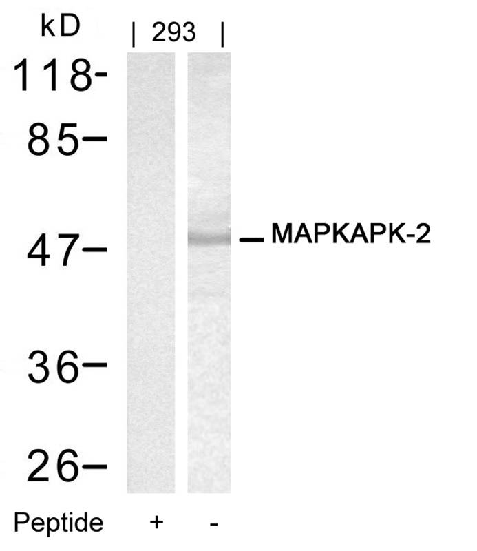 MAPKAPK-2(Ab-334)
