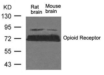 Opioid Receptor(Ab-375)