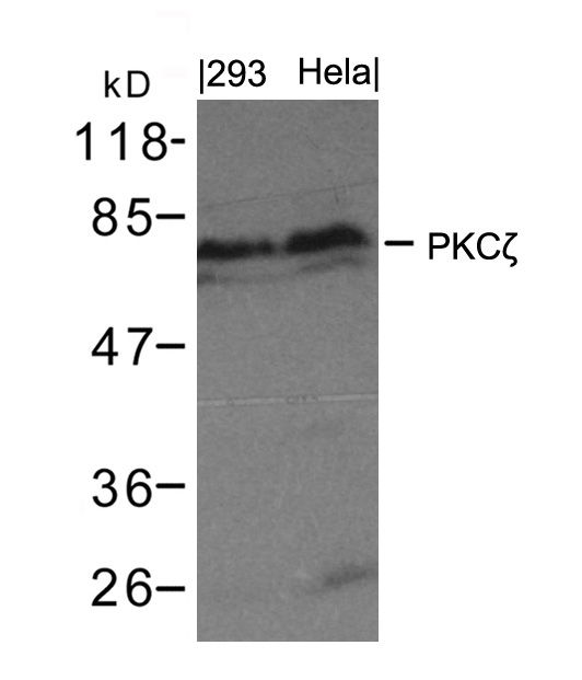 PKCz(Ab-410)