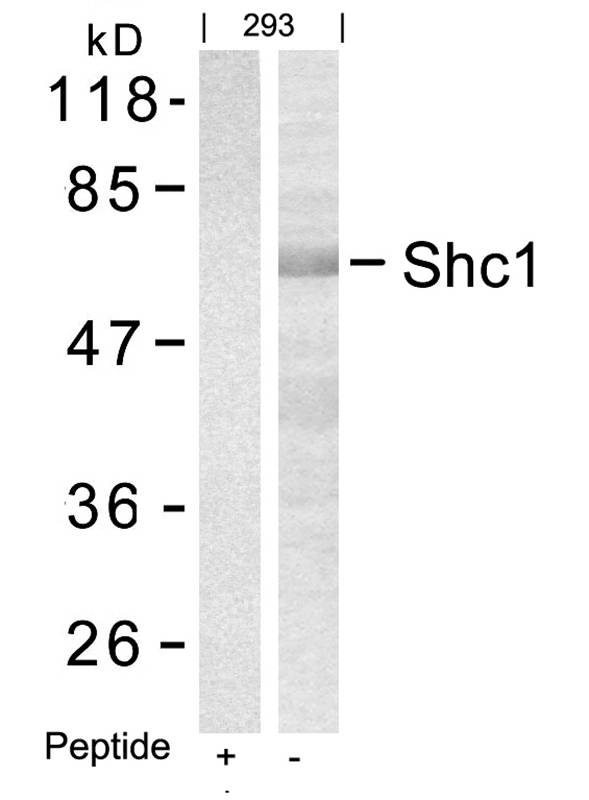 Shc1(Ab-427)