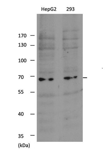 SHP-1(Ab-536)