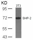 SHP-2(Ab-542)