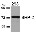 SHP-2(Ab-580)