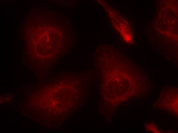 Rabbit Polyclonal Antibody to SHP-2(Ab-580)