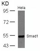 Smad1(Ab-465)