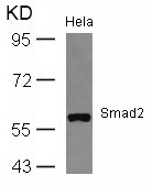 Smad2(Ab-467)