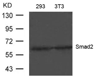 Smad2(Ab-220)