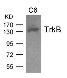 TrkB(Ab-705)