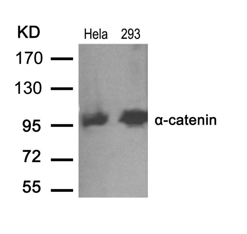 a-catenin(Ab-641)