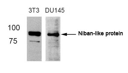 Niban-like protein(Ab-712)